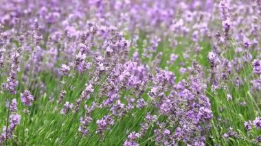 Bahar lavanta çiçekleri. Lavanta çiçekleri kapanıyor. Güzel doğa manzarası. Lavanta tarlası. Seçici odaklı mor lavanta çiçekleri. Aromaterapi