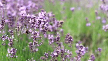 Bahar lavanta çiçekleri. Lavanta çiçekleri kapanıyor. Güzel doğa manzarası. Lavanta tarlası. Seçici odaklı mor lavanta çiçekleri. Aromaterapi