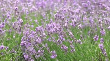 Bahar lavanta çiçekleri. Lavanta çiçekleri kapanıyor. Güzel doğa manzarası. Lavanta tarlası. Seçici odaklı mor lavanta çiçekleri. Aromaterapi