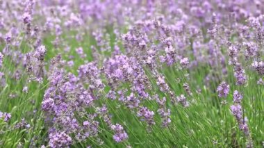 Bahar lavanta çiçekleri. Lavanta çiçekleri kapanıyor. Güzel doğa manzarası. Lavanta tarlası. Seçici odaklı mor lavanta çiçekleri. Aromaterapi