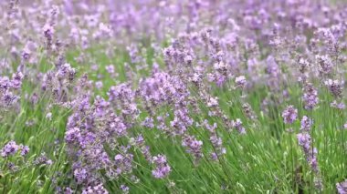 Bahar lavanta çiçekleri. Lavanta çiçekleri kapanıyor. Güzel doğa manzarası. Lavanta tarlası. Seçici odaklı mor lavanta çiçekleri. Aromaterapi