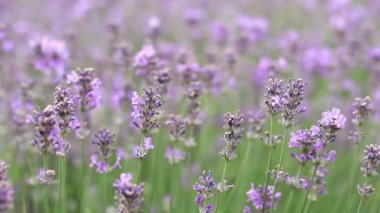 Bahar lavanta çiçekleri. Lavanta çiçekleri kapanıyor. Güzel doğa manzarası. Lavanta tarlası. Seçici odaklı mor lavanta çiçekleri. Aromaterapi