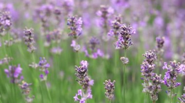 Bahar lavanta çiçekleri. Lavanta çiçekleri kapanıyor. Güzel doğa manzarası. Lavanta tarlası. Seçici odaklı mor lavanta çiçekleri. Aromaterapi