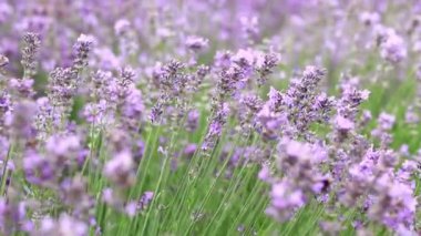 Bahar lavanta çiçekleri. Lavanta çiçekleri kapanıyor. Güzel doğa manzarası. Lavanta tarlası. Seçici odaklı mor lavanta çiçekleri. Aromaterapi