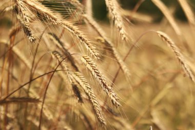 Çavdarın kulakları seçici bir odaklanma ile kapanır. Tarlada olgunlaşan tahıllar. Çavdar tarlası. Tarım. Kırsal alan. Büyüyen tahıl hasadı kavramı