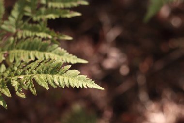 Ormanda eğreltiotu, yakından yapraklar. Doğal arka plan. Yazın yeşil eğrelti otu yaprakları. Fotoğrafçılığın sessiz tonları. Hasarlı eğreltiotu yaprakları