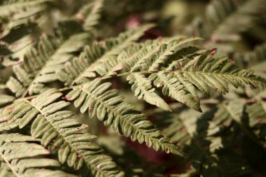 Ormanda eğreltiotu, yakından yapraklar. Doğal arka plan. Yazın yeşil eğrelti otu yaprakları. Fotoğrafçılığın sessiz tonları. Hasarlı eğreltiotu yaprakları