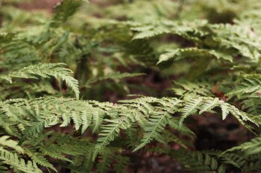 Ormanda eğreltiotu, yakından yapraklar. Doğal arka plan. Yazın yeşil eğrelti otu yaprakları. Fotoğrafçılığın sessiz tonları. Hasarlı eğreltiotu yaprakları