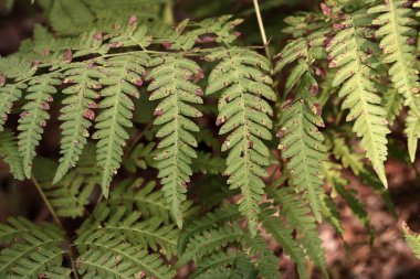 Ormanda eğreltiotu, yakından yapraklar. Doğal arka plan. Yazın yeşil eğrelti otu yaprakları. Fotoğrafçılığın sessiz tonları. Hasarlı eğreltiotu yaprakları