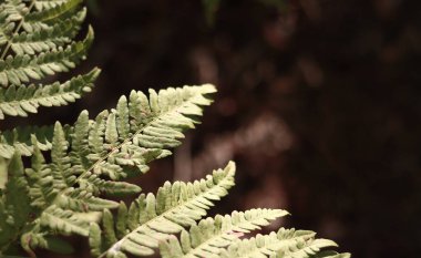 Ormanda eğreltiotu, yakından yapraklar. Doğal arka plan. Yazın yeşil eğrelti otu yaprakları. Fotoğrafçılığın sessiz tonları. Hasarlı eğreltiotu yaprakları