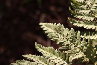 Ormanda eğreltiotu, yakından yapraklar. Doğal arka plan. Yazın yeşil eğrelti otu yaprakları. Fotoğrafçılığın sessiz tonları. Hasarlı eğreltiotu yaprakları
