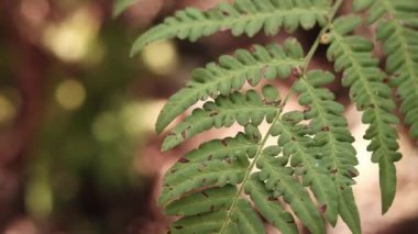 Ormanda eğreltiotu, yakından yapraklar. Doğal arka plan. Yazın yeşil eğrelti otu yaprakları. Videonun sessiz tonları. Hasarlı eğreltiotu yaprakları