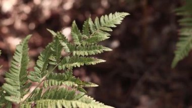 Ormanda eğreltiotu, yakından yapraklar. Doğal arka plan. Yazın yeşil eğrelti otu yaprakları. Videonun sessiz tonları. Hasarlı eğreltiotu yaprakları