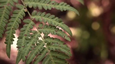 Ormanda eğreltiotu, yakından yapraklar. Doğal arka plan. Yazın yeşil eğrelti otu yaprakları. Videonun sessiz tonları. Hasarlı eğreltiotu yaprakları