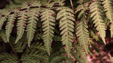 Ormanda eğreltiotu, yakından yapraklar. Doğal arka plan. Yazın yeşil eğrelti otu yaprakları. Videonun sessiz tonları. Hasarlı eğreltiotu yaprakları