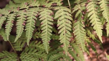 Ormanda eğreltiotu, yakından yapraklar. Doğal arka plan. Yazın yeşil eğrelti otu yaprakları. Videonun sessiz tonları. Hasarlı eğreltiotu yaprakları