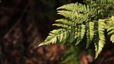Ormanda eğreltiotu, yakından yapraklar. Doğal arka plan. Yazın yeşil eğrelti otu yaprakları. Videonun sessiz tonları. Hasarlı eğreltiotu yaprakları