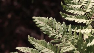 Ormanda eğreltiotu, yakından yapraklar. Doğal arka plan. Yazın yeşil eğrelti otu yaprakları. Videonun sessiz tonları. Hasarlı eğreltiotu yaprakları