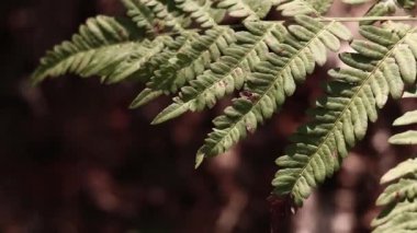 Ormanda eğreltiotu, yakından yapraklar. Doğal arka plan. Yazın yeşil eğrelti otu yaprakları. Videonun sessiz tonları. Hasarlı eğreltiotu yaprakları