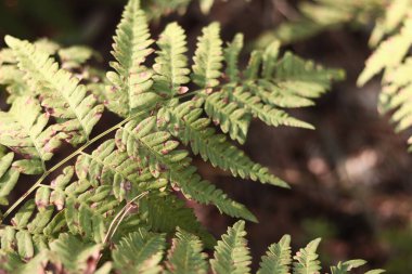 Eğreltiotu yaprakları kahverengi benekli. Yazın ormanda eğrelti otları, yakın plan. Bitki örtüsü. Doğal arkaplan