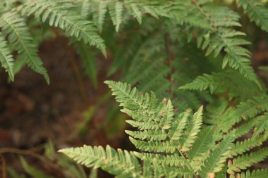 Eğreltiotu yaprakları kahverengi benekli. Yazın ormanda eğrelti otları, yakın plan. Bitki örtüsü. Doğal arkaplan