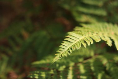 Eğreltiotu yaprakları kahverengi benekli. Yazın ormanda eğrelti otları, yakın plan. Bitki örtüsü. Doğal arkaplan
