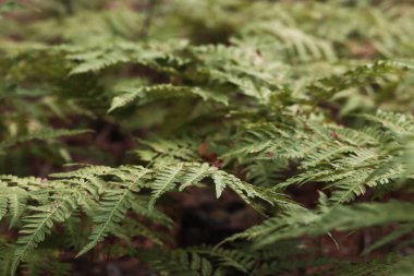Eğreltiotu yaprakları kahverengi benekli. Yazın ormanda eğrelti otları, yakın plan. Bitki örtüsü. Doğal arkaplan