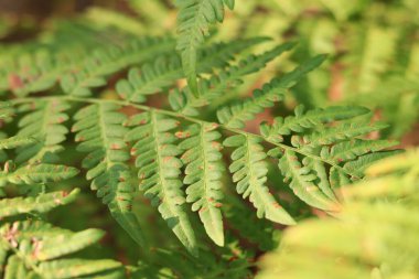 Eğreltiotu yaprakları kahverengi benekli. Yazın ormanda eğrelti otları, yakın plan. Bitki örtüsü. Doğal arkaplan