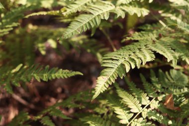 Eğreltiotu yaprakları kahverengi benekli. Yazın ormanda eğrelti otları, yakın plan. Bitki örtüsü. Doğal arkaplan
