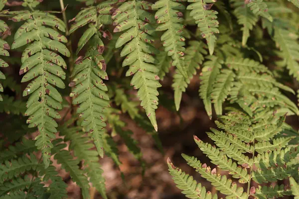 Eğreltiotu yaprakları kahverengi benekli. Yazın ormanda eğrelti otları, yakın plan. Bitki örtüsü. Doğal arkaplan