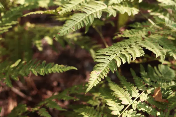 Eğreltiotu yaprakları kahverengi benekli. Yazın ormanda eğrelti otları, yakın plan. Bitki örtüsü. Doğal arkaplan