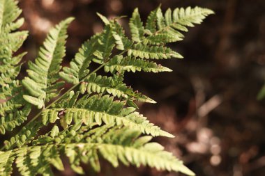 Yeşil eğreltiotu yaprakları benekli. Yazın ormanda eğrelti otları, yakın plan. Bitki örtüsü. Doğal arka plan. Eğreltiotu orman zemininde büyüyor.