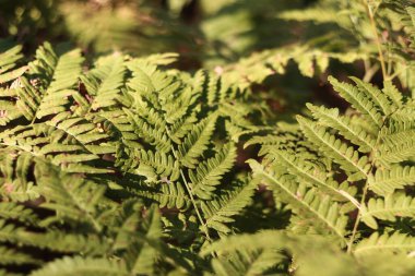 Yeşil eğreltiotu yaprakları benekli. Yazın ormanda eğrelti otları, yakın plan. Bitki örtüsü. Doğal arka plan. Eğreltiotu orman zemininde büyüyor.