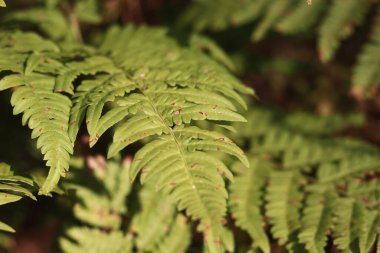 Yeşil eğreltiotu yaprakları benekli. Yazın ormanda eğrelti otları, yakın plan. Bitki örtüsü. Doğal arka plan. Eğreltiotu orman zemininde büyüyor.