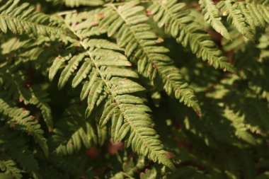 Yeşil eğreltiotu yaprakları benekli. Yazın ormanda eğrelti otları, yakın plan. Bitki örtüsü. Doğal arka plan. Eğreltiotu orman zemininde büyüyor.