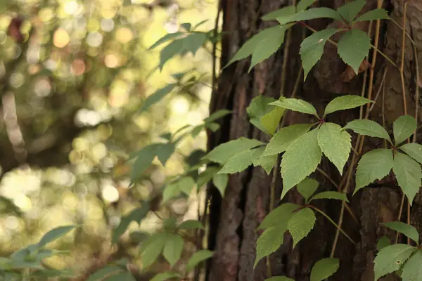 Stock image Pine trunk covered with a vine with five-leaf grapes. A tree covered with wild grapes. Green leaves of wild grapes against a background of pine bark close-up. Natural background, forest