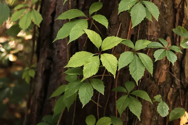 stock image Pine trunk covered with a vine with five-leaf grapes. A tree covered with wild grapes. Green leaves of wild grapes against a background of pine bark close-up. Natural background, forest