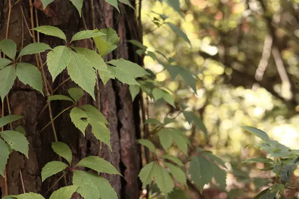 stock image Pine trunk covered with a vine with five-leaf grapes. A tree covered with wild grapes. Green leaves of wild grapes against a background of pine bark close-up. Natural background, forest