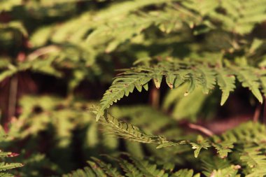 Yeşil eğreltiotu yaprakları benekli. Yazın ormanda eğrelti otları, yakın plan. Bitki örtüsü. Doğal arka plan. Eğreltiotu orman zemininde büyüyor.