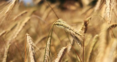Olgunlaşan çavdar tarlasının arka planında. Doğanın yakın çekimi. Hasat konsepti. Tarım ürünleri tarlası. Çavdar tarlasının kulakları yakın plan.