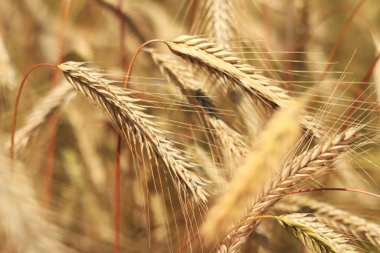 Olgunlaşan çavdar tarlasının arka planında. Doğanın yakın çekimi. Hasat konsepti. Tarım ürünleri tarlası. Çavdar tarlasının kulakları yakın plan.