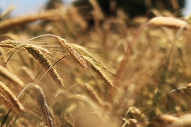 Olgunlaşan çavdar tarlasının arka planında. Doğanın yakın çekimi. Hasat konsepti. Tarım ürünleri tarlası. Çavdar tarlasının kulakları yakın plan.