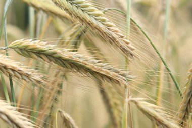 Olgunlaşan çavdar tarlasının arka planında. Doğanın yakın çekimi. Hasat konsepti. Tarım ürünleri tarlası. Çavdar tarlasının kulakları yakın plan.