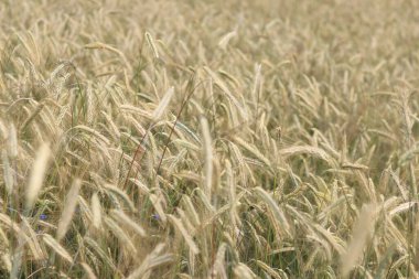 Olgunlaşan çavdar tarlasının arka planında. Doğanın yakın çekimi. Hasat konsepti. Tarım ürünleri tarlası. Çavdar tarlasının kulakları yakın plan.
