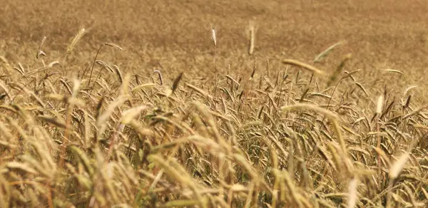 Olgunlaşan çavdar tarlasının arka planında. Doğanın yakın çekimi. Hasat konsepti. Tarım ürünleri tarlası. Çavdar tarlasının kulakları yakın plan.