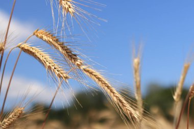 Açık mavi gökyüzüne karşı çavdar viskisinin kulaklarını yakın çekim. Yaz günü çavdar tarlası. Olgunlaşma dönemi. Doğal arka plan. Tarlalar ve çayırlar. Tarım kavramı. Ekin yetiştiriciliği