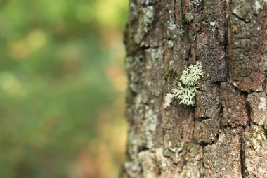 Meşe yosunu (Evernia prunastri). Yosun kaplı meşe sandık. Çatlak meşe kabuğu, yakın plan ve liken. Ağacın kuruması. Ağaç gövdesinde hasar var, detaylar. Yosun