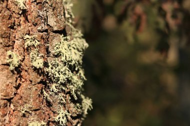 Meşe yosunu (Evernia prunastri). Yosun kaplı meşe sandık. Çatlak meşe kabuğu, yakın plan ve liken. Ağacın kuruması. Ağaç gövdesinde hasar var, detaylar. Yosun