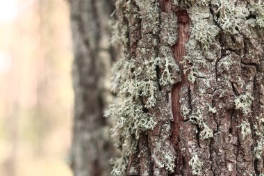 Meşe yosunu (Evernia prunastri). Yosun kaplı meşe sandık. Çatlak meşe kabuğu, yakın plan ve liken. Ağacın kuruması. Ağaç gövdesinde hasar var, detaylar. Yosun