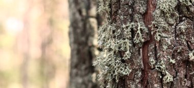 Meşe yosunu (Evernia prunastri). Yosun kaplı meşe sandık. Çatlak meşe kabuğu, yakın plan ve liken. Ağacın kuruması. Ağaç gövdesinde hasar var, detaylar. Yosun